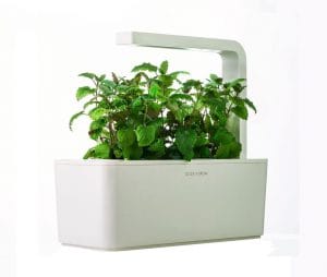 Click and Grow Herbs Inside