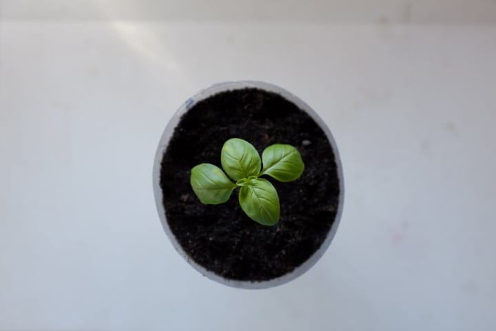 DIY Simple Hydroponic Soda Bottle